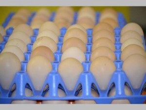 Eggs received at the hatchery 